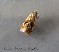 Gynnidomorpha permixtana