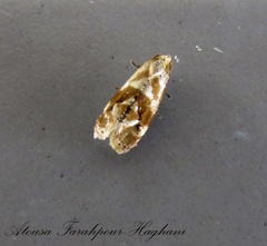 Gynnidomorpha permixtana