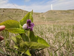 Clematis fremontii