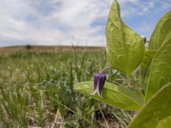 Clematis fremontii