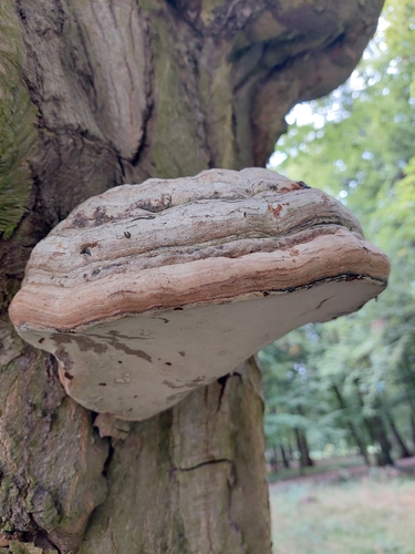 Hoof Fungus