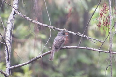 Contopus fumigatus