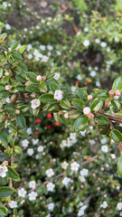 Cotoneaster horizontalis