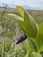 Clematis fremontii