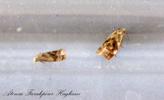 Gynnidomorpha permixtana