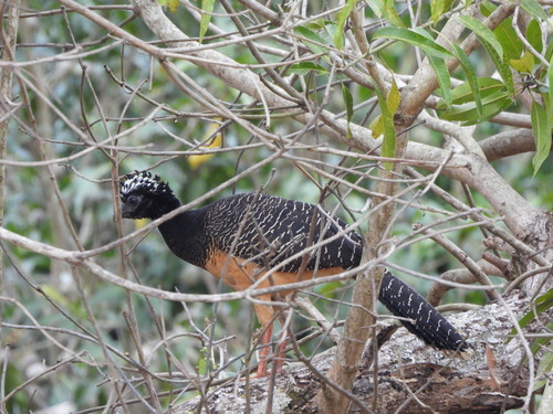 Bare-faced Curassow