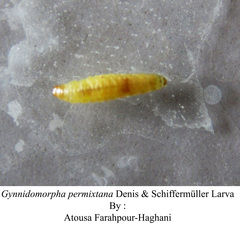 Gynnidomorpha permixtana