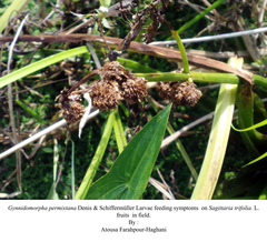 Gynnidomorpha permixtana