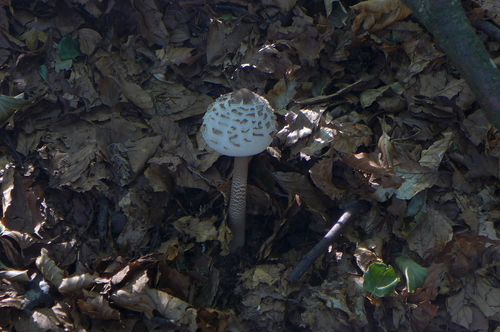 Parasol