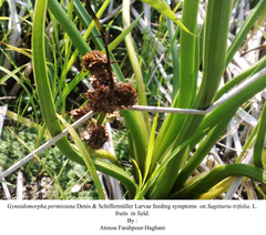 Gynnidomorpha permixtana