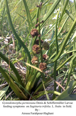 Gynnidomorpha permixtana