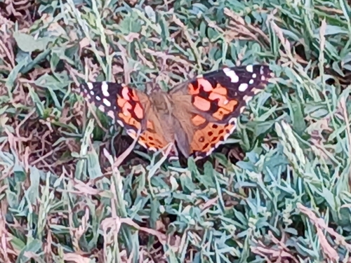 Painted Lady