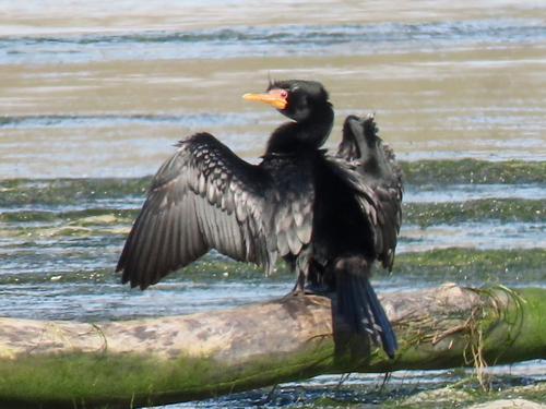 iNaturalist image