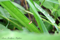 Gynnidomorpha permixtana