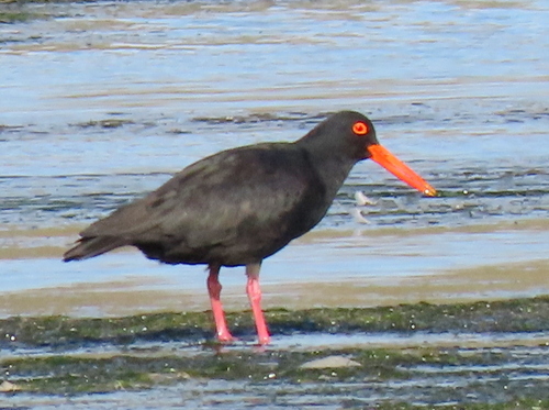 iNaturalist image
