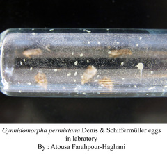 Gynnidomorpha permixtana