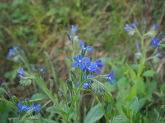 Anchusa azurea
