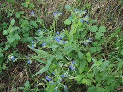 Anchusa azurea