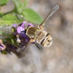 Heterostylum robustum