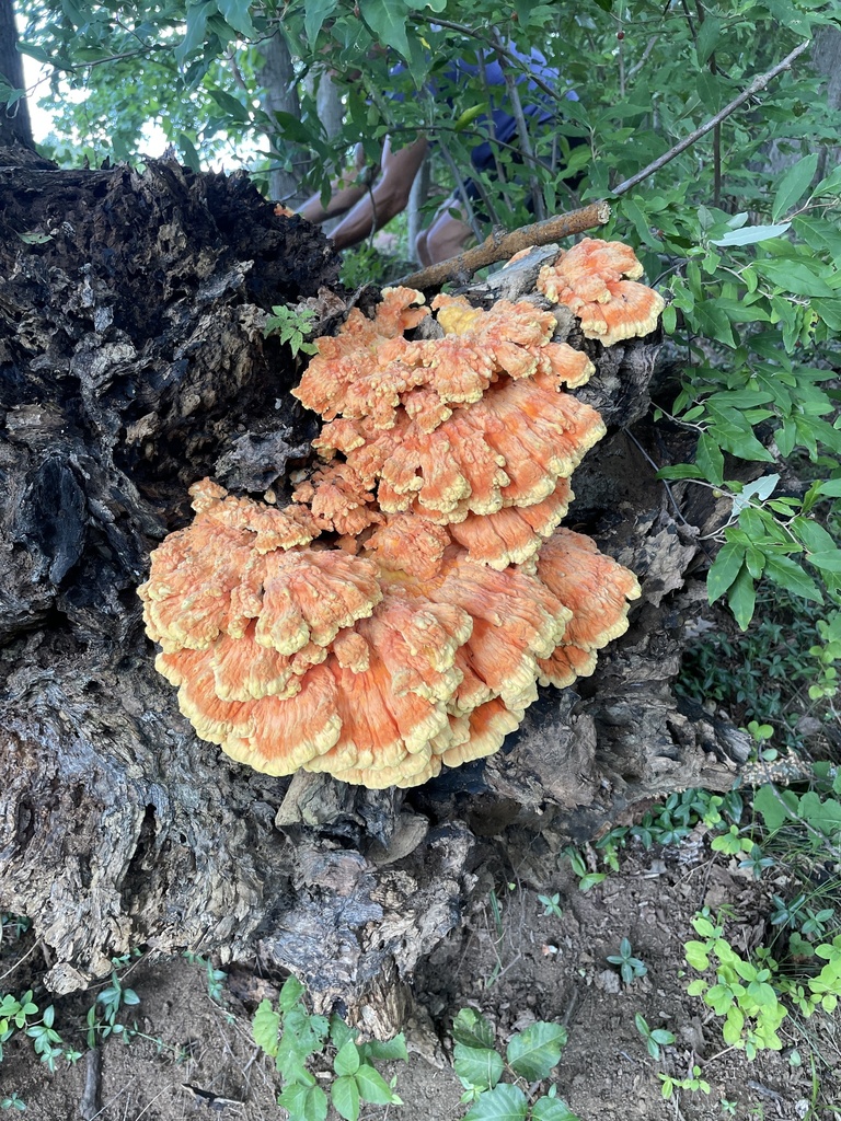 chicken of the woods · September 2026 · photo: Photo: no rights reserved · iNaturalist
