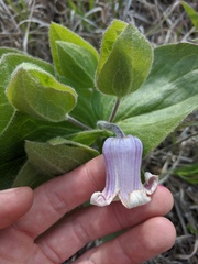 Clematis fremontii