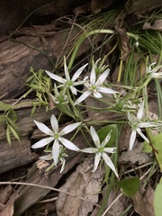 Ornithogalum umbellatum
