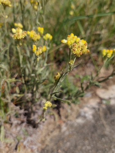 Dwarf Everlasting