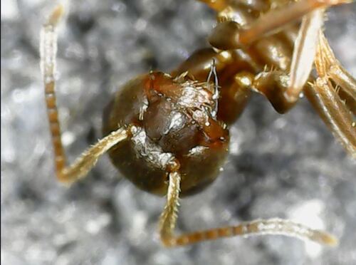 Lasius platythorax
