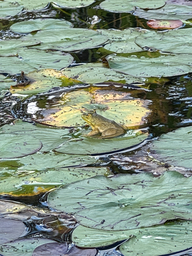 American Bullfrog