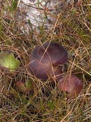 Nephrophyllidium crista-galli, photograph author not stated, no rights reserved