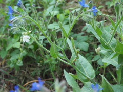 Anchusa azurea