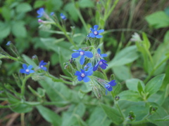 Anchusa azurea