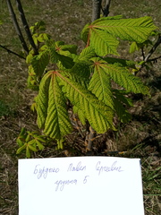 Aesculus hippocastanum
