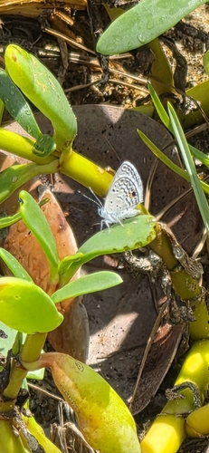 Hemiargus hanno watsoni