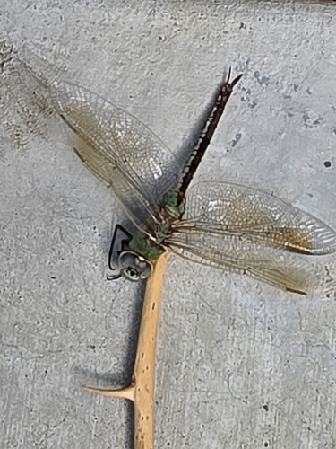 Common Green Darner