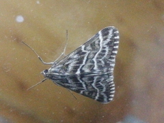 Evergestis umbrosalis