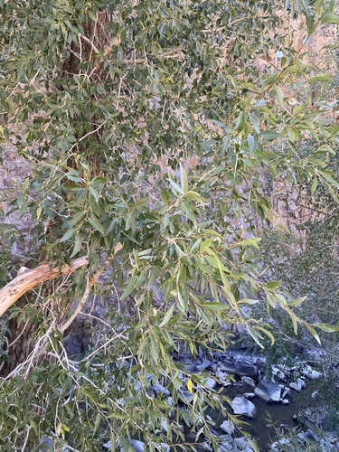 Narrowleaf Cottonwood