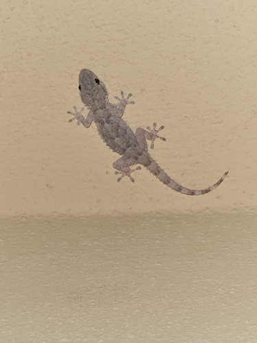 Moorish Gecko
