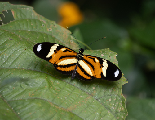 Heliconius ethilla narcaea