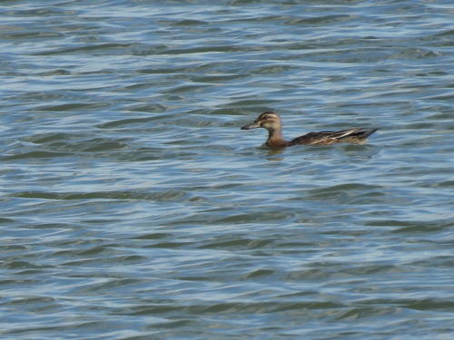 iNaturalist image