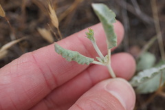 Eriogonum gracile gracile