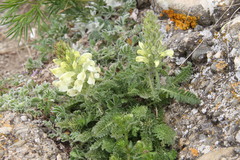 Pedicularis sibthorpii