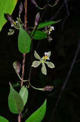 Encyclia granitica