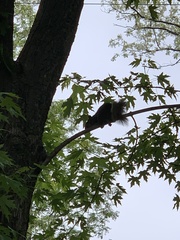 Sciurus carolinensis