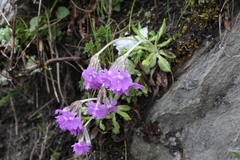 Primula kialensis