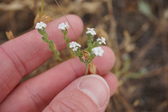 Cryptantha flaccida