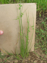 Cyperus acuminatus