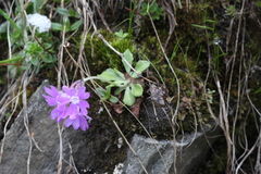 Primula kialensis