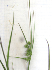 Cyperus acuminatus