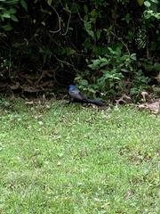 Quiscalus quiscula